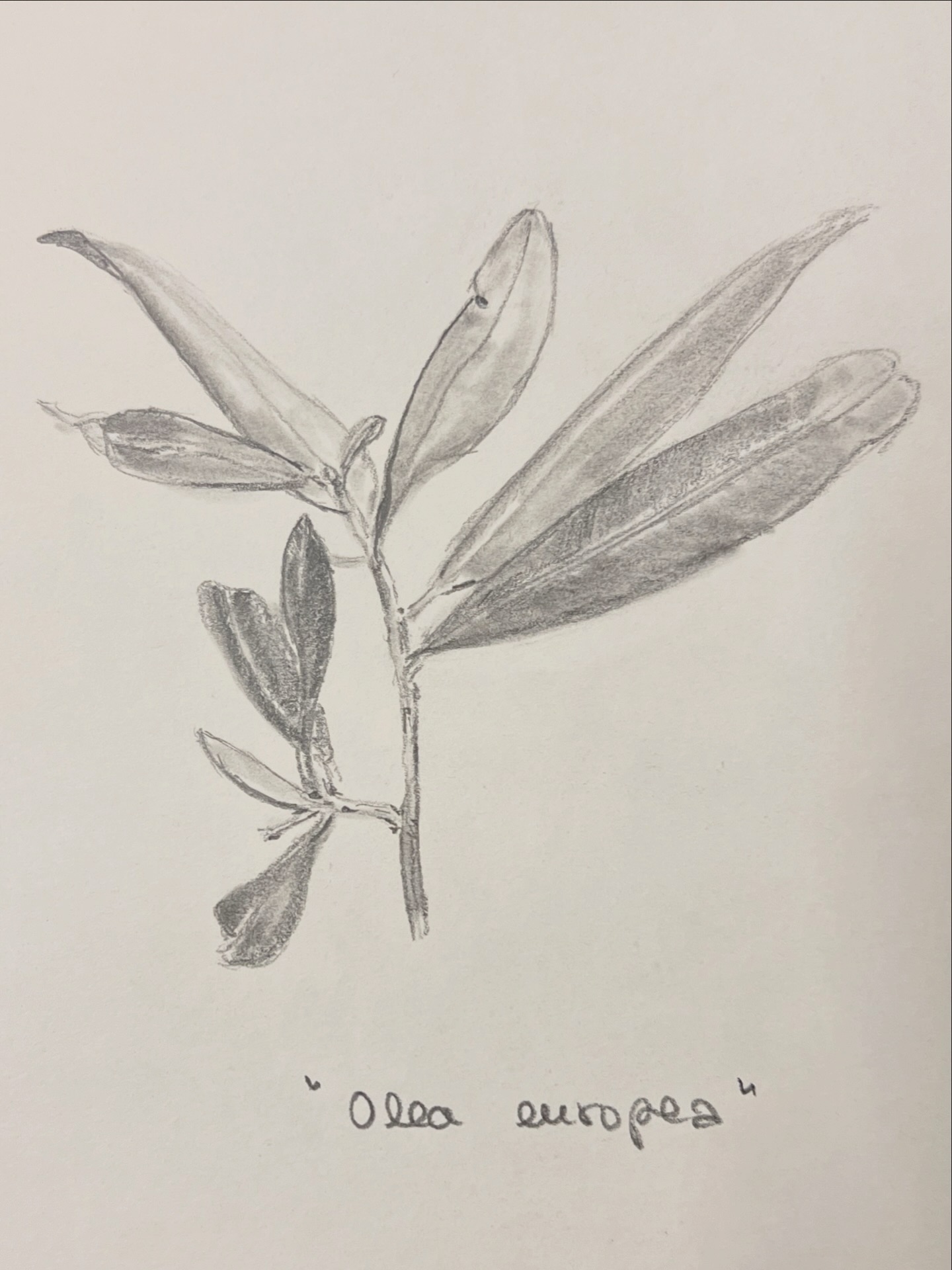 Dibujos realizados por Ángel Castaño Artista Ilicitano Regalalia (1)