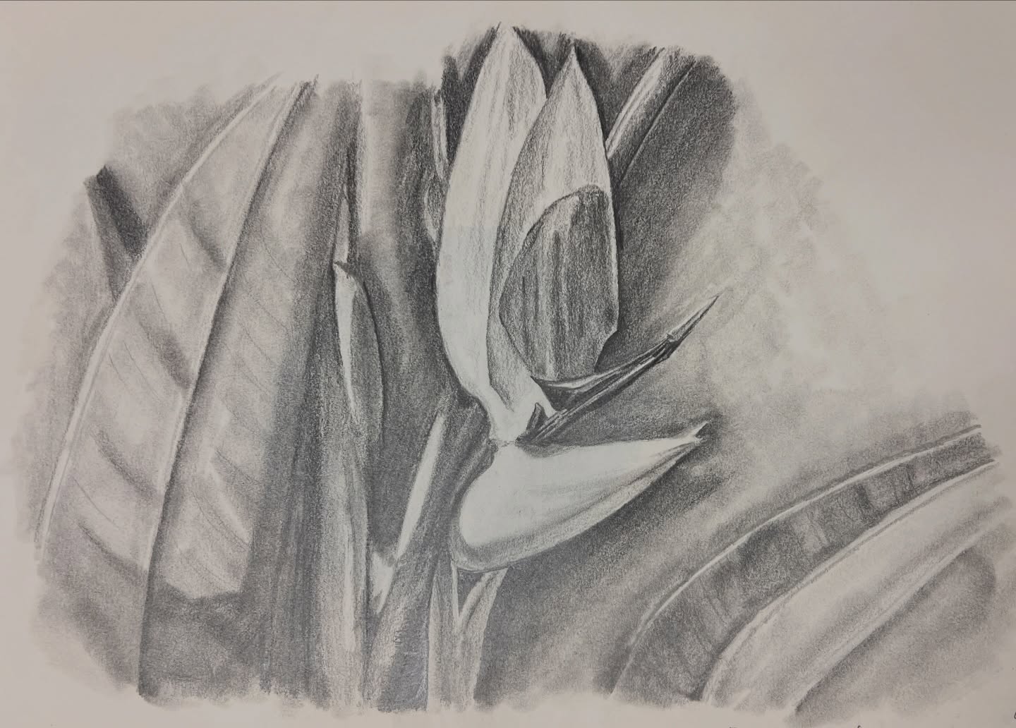 Dibujos realizados por Ángel Castaño Artista Ilicitano Regalalia (10)