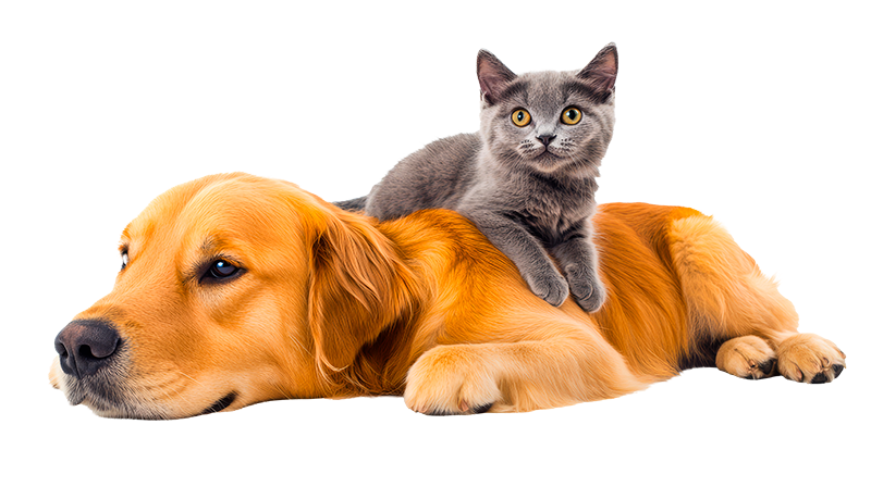 REGALOS PARA MASCOTAS